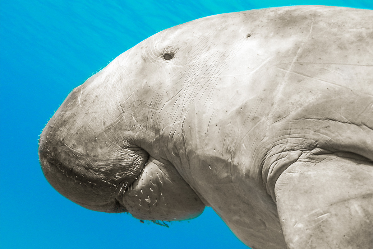 dugong v Marsa Alam
