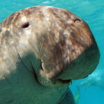 dugong