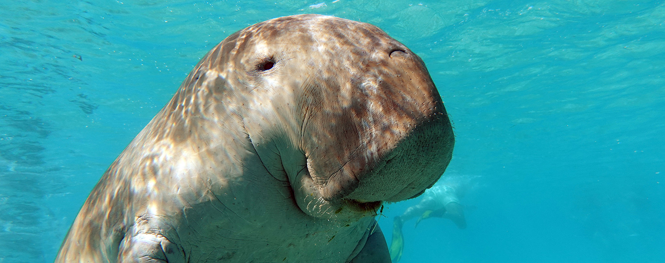 Poblíž letoviska Marsa Alam žije dugong. Je nebezpečný?
