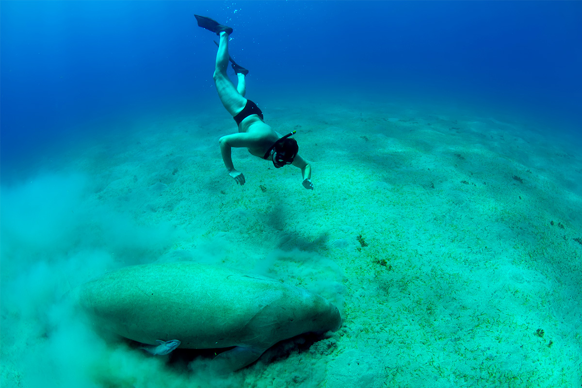 šnorchlování v Marsa Alam a dugong