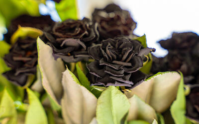 černé růže