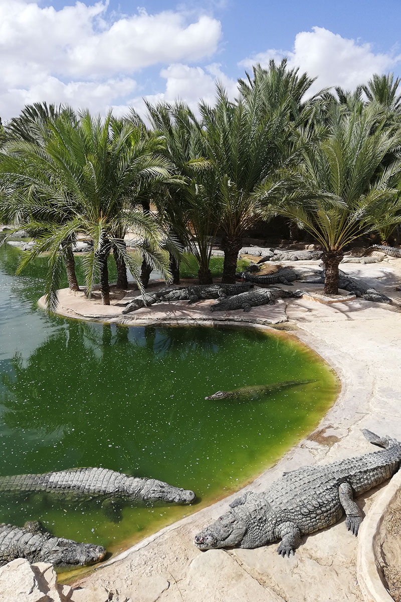 největší krokodýlí farma ve Středomoří je součástí areálu Djerba Explore Park