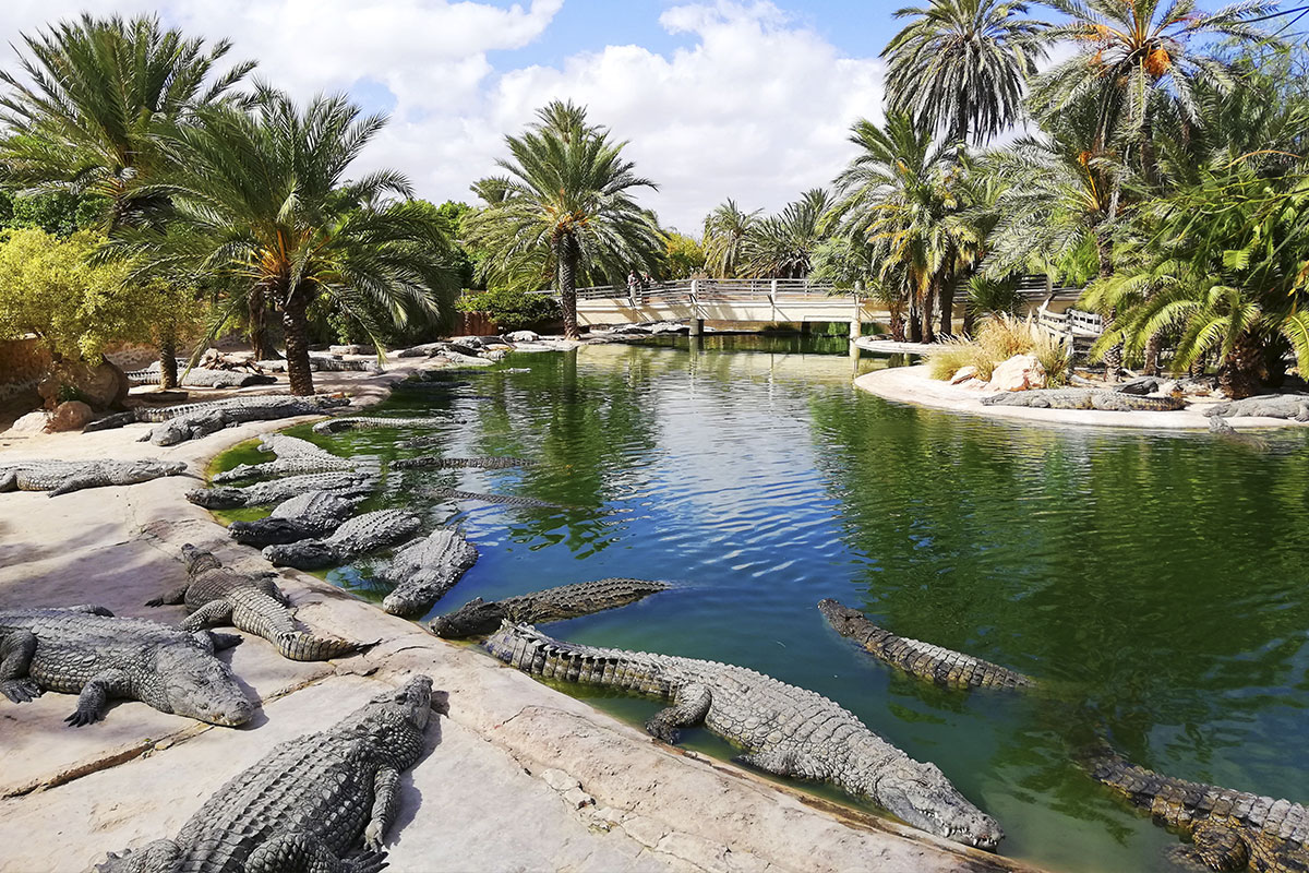 největší krokodýlí farma ve Středomoří