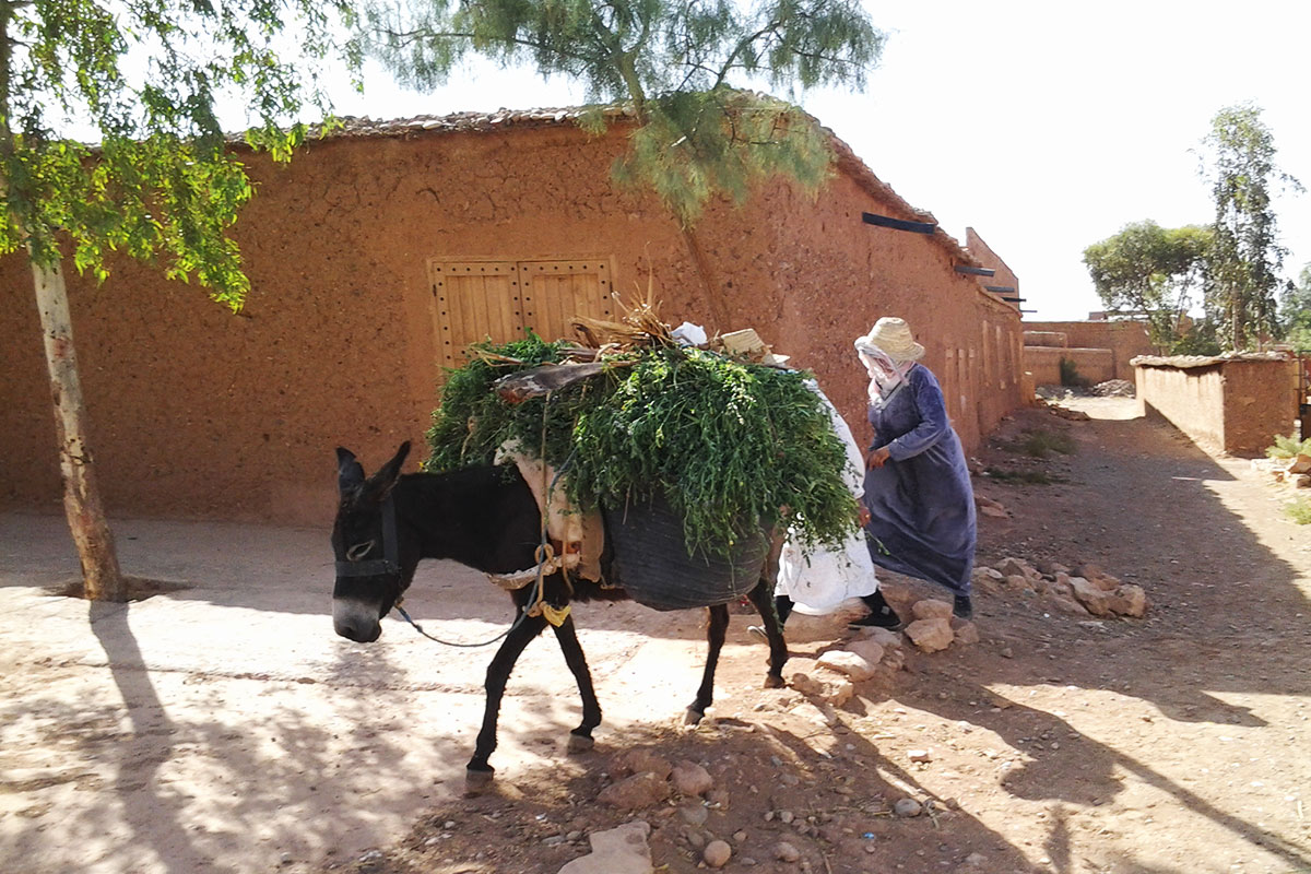Maročanka s oslem