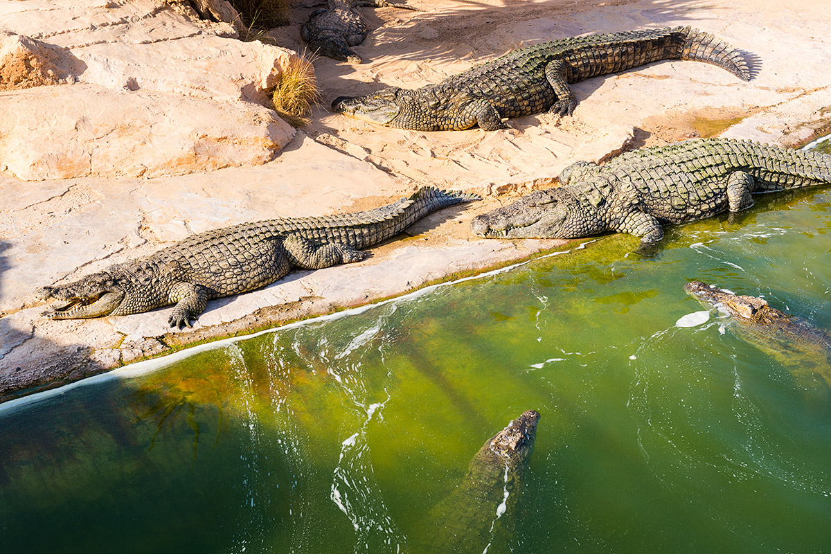 krokodýlí farma na tuniském ostrově Djerba