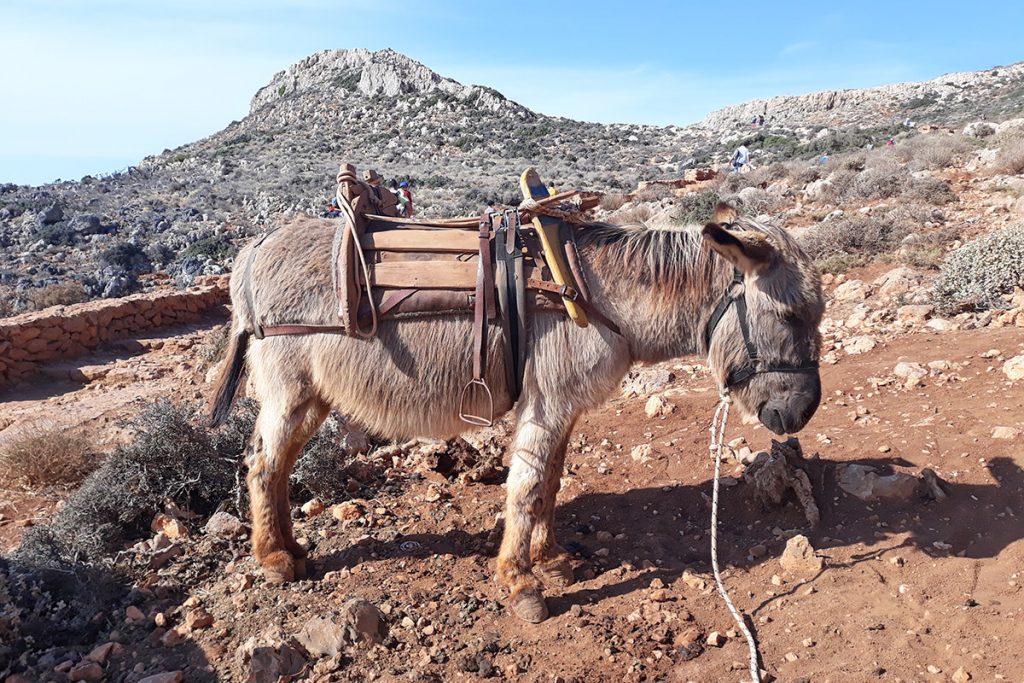 Donkey Taxi na Balosu