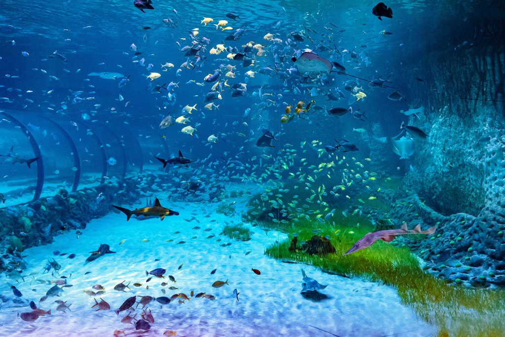 The National Aquarium Abu Dhabi ve Spojených arabských emirátech