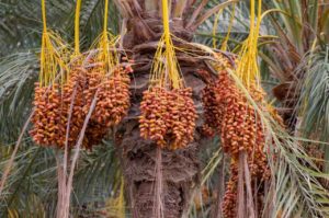 Datlová palma se dožívá až 100 let
