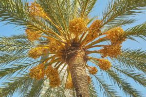 Datlová palma se dožívá až 100 let