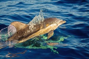 Vody v okolí Madeiry jsou útočištěm velkého počtu delfínů skákavých