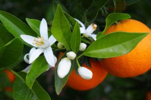 Voda z pomerančovníkových květů má všestranné využití v kosmetickém průmyslu