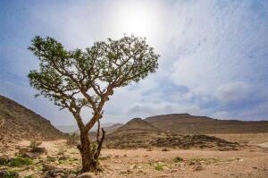 Omán je jednou z mála zemí, kde volně v přírodě rostou kadidlovníky