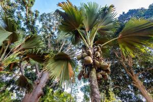 palma Lodoicea seychelská