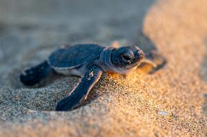 V září až květnu se na místních plážích můžete setkat s mořskými želvami