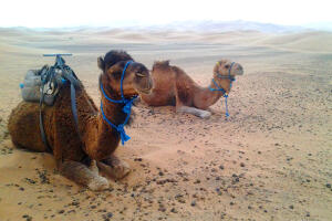 velbloudi a marocká poušť