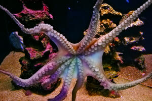 Palma Aquarium obývá i chobotnice