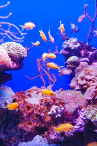 akvárium v komplexu Palma Aquarium