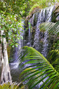 exotická zahrada s mikroklimatem džungle