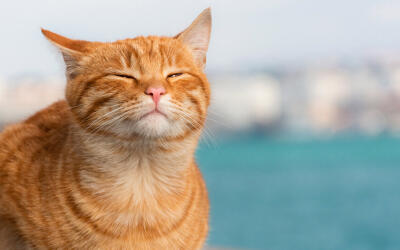 Dovolená na Kypru: Sluníčko, moře a... kočky?