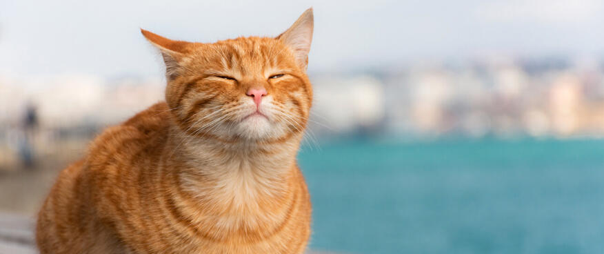 Dovolená na Kypru: Sluníčko, moře a... kočky?