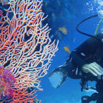 Gorgonia - potápěčů ráj