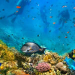 Šnorchlování a potápění v Rudém moři
