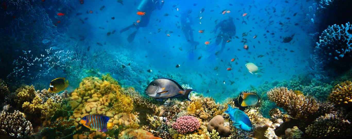 Šnorchlování a potápění v Rudém moři: Podvodní ráj plný barev a biodiverzity