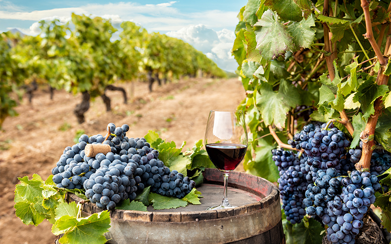 Víno ze Sardinie: Zázrak zrozený ze slunce, moře a panenské půdy