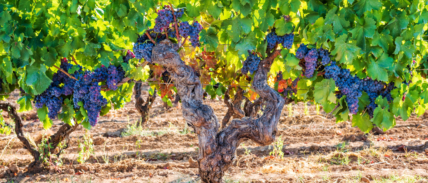 Víno ze Sardinie: Zázrak zrozený ze slunce, moře a panenské půdy