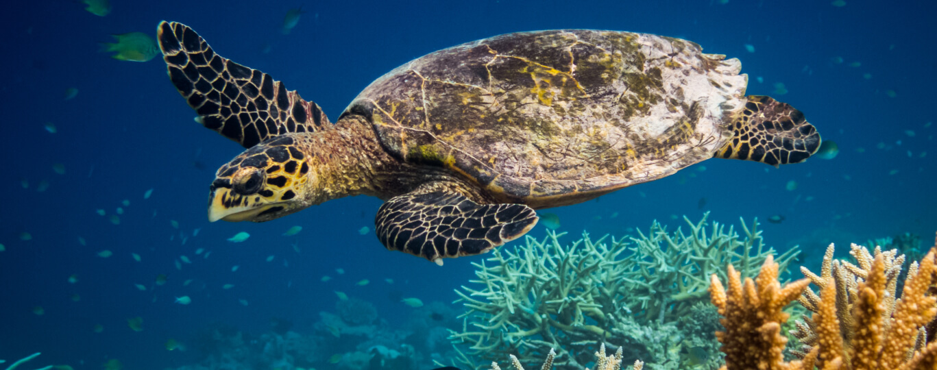 Potápění na Maledivách: Vyrazte za podmořským světem do ráje!