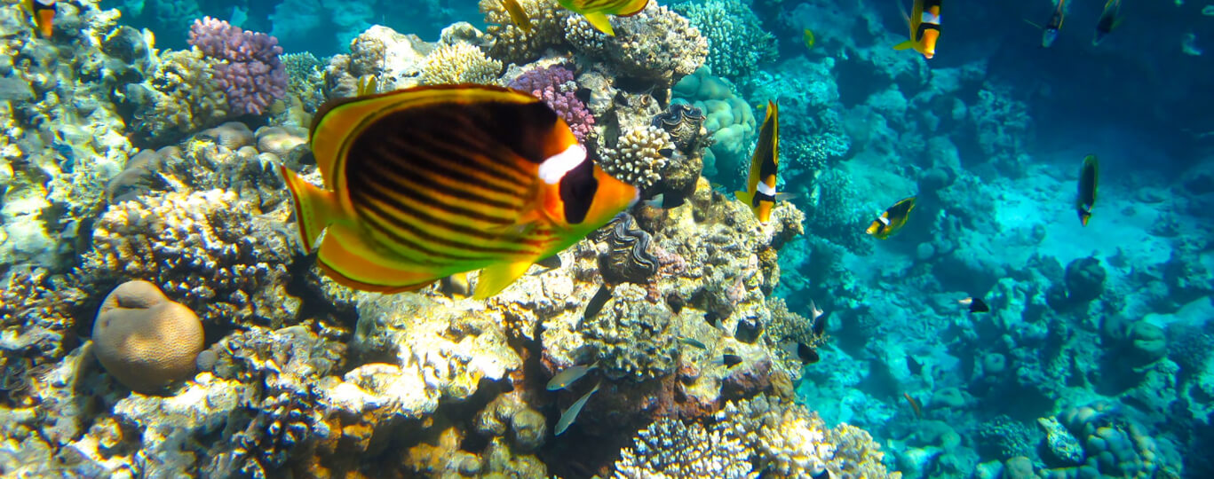 Potápění v Sharm El Sheikh: Podmořská krása severního Egypta
