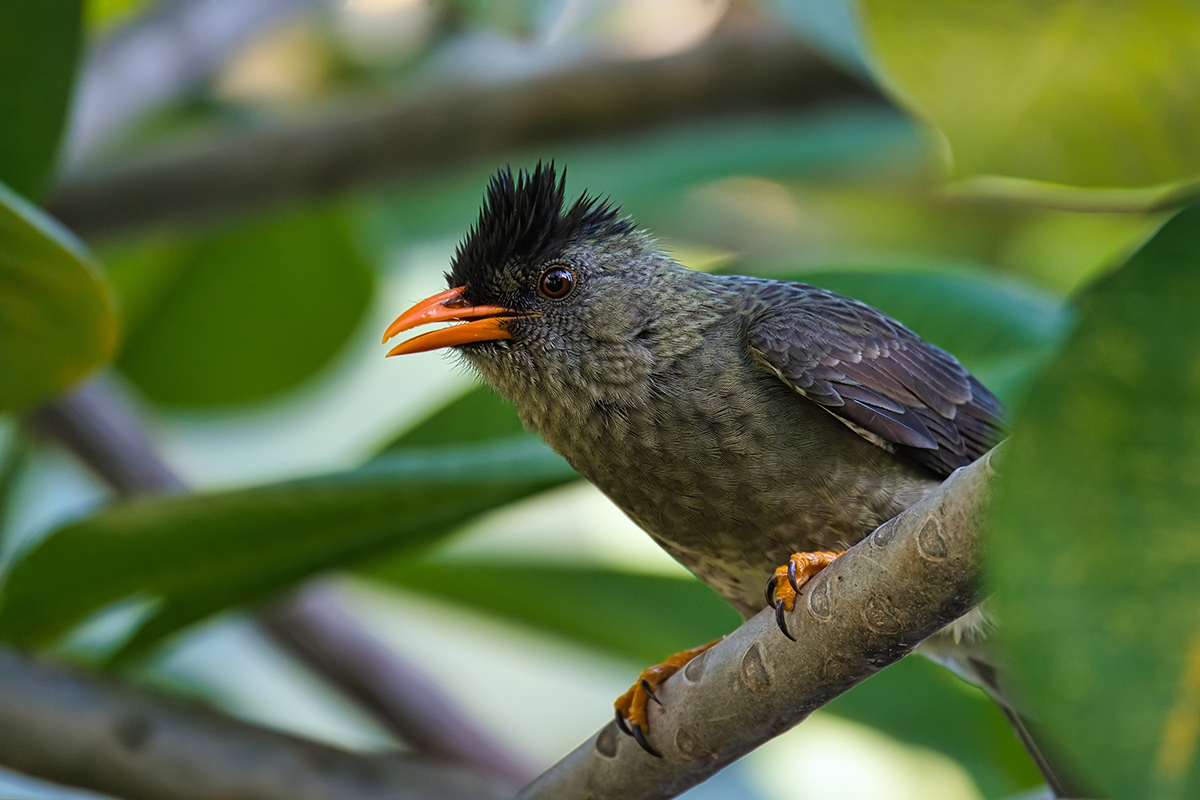 bulbulčík seychelský neboli Hypsipetes crassirostris