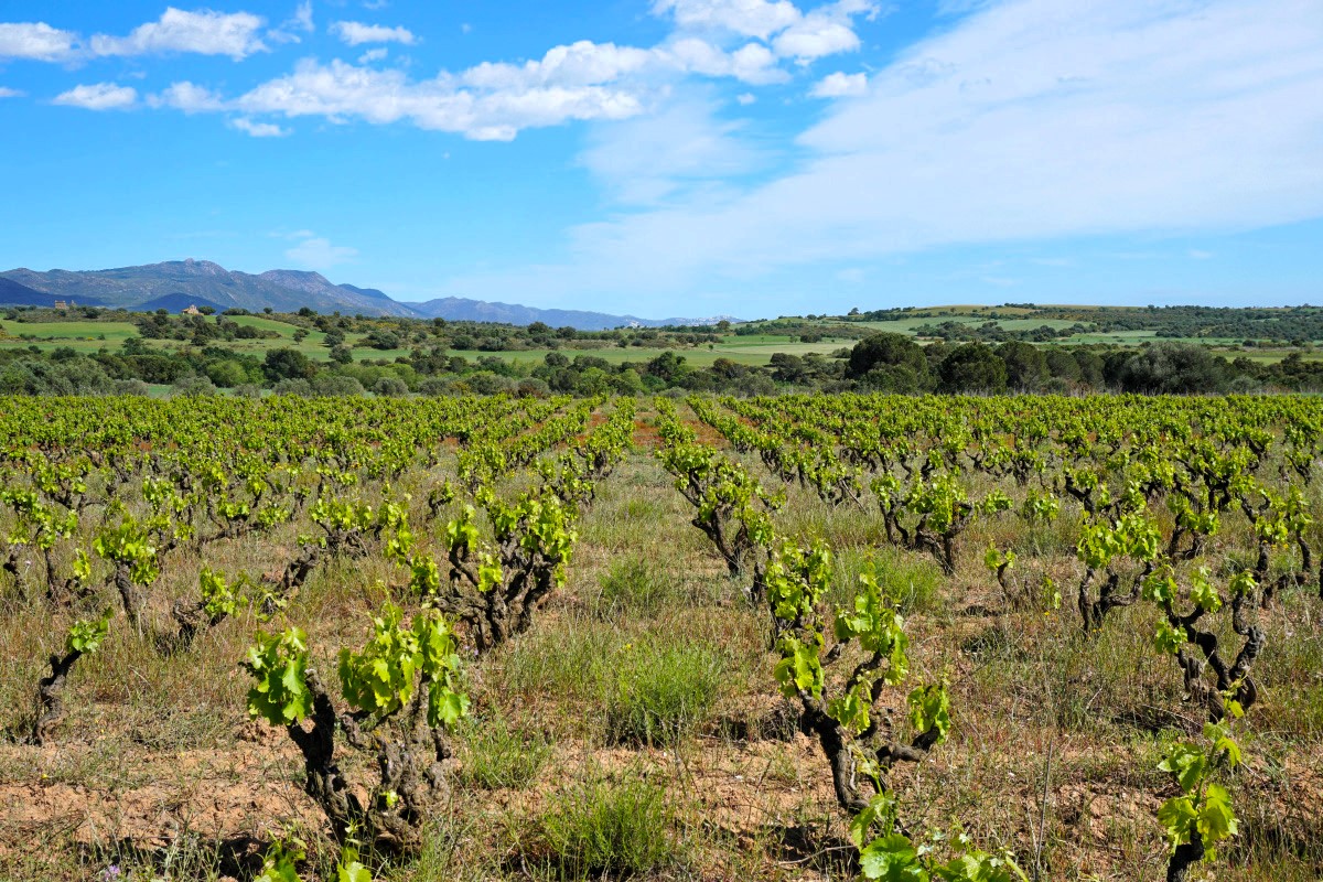 vinice v regionu Emporda
