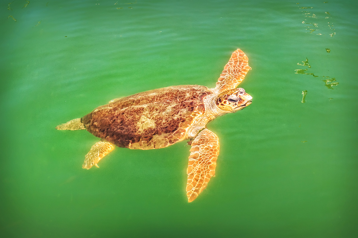 želva Caretta caretta v řece Dalyan