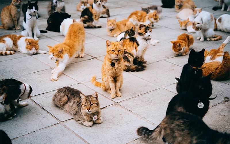 kočky na Kypru